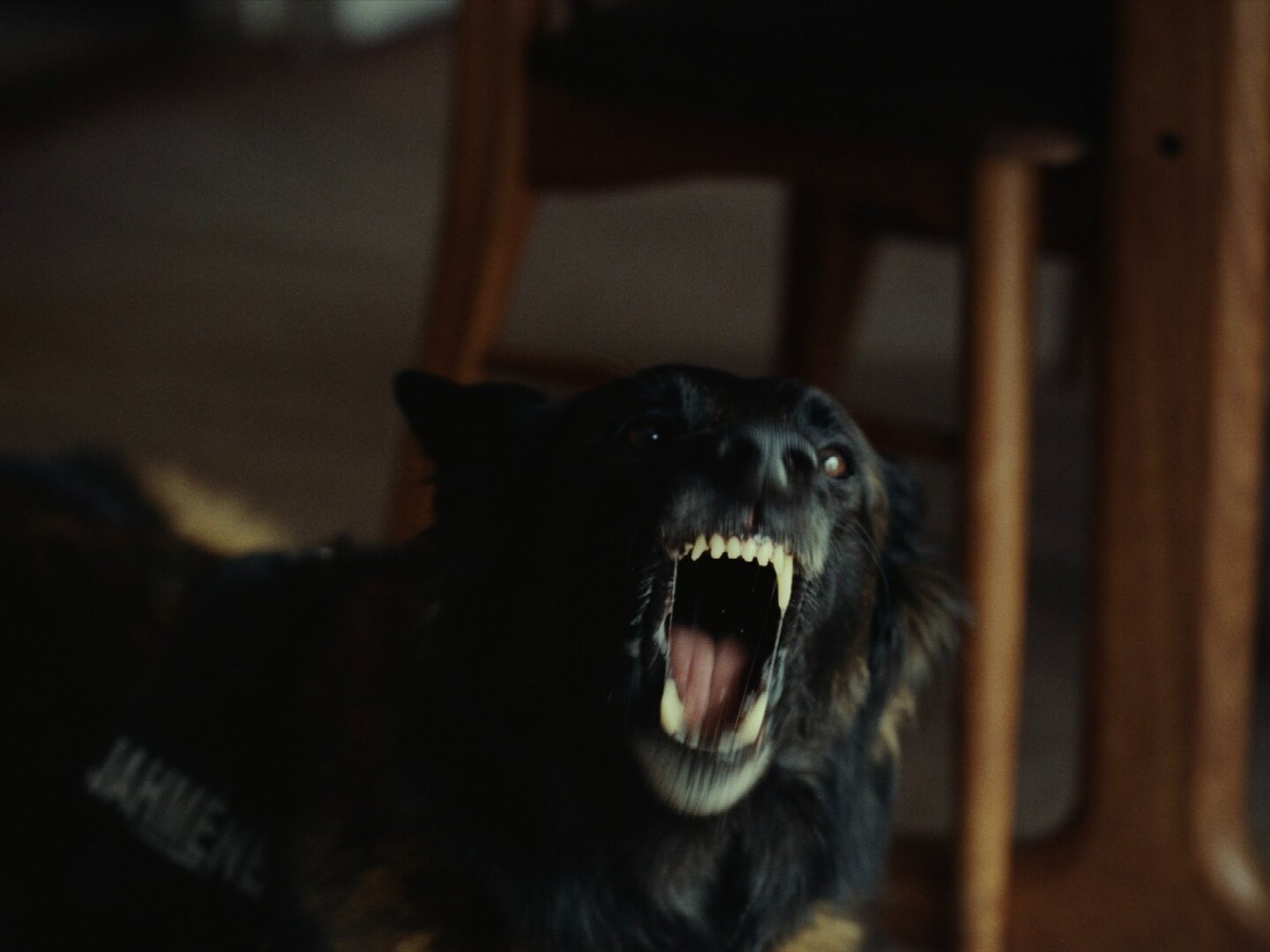 Elliott Power’s K-9INE! framed tightly on a British doorstep, moody domestic interior